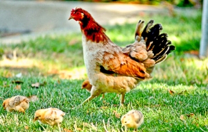 The Chickens of Yuba City